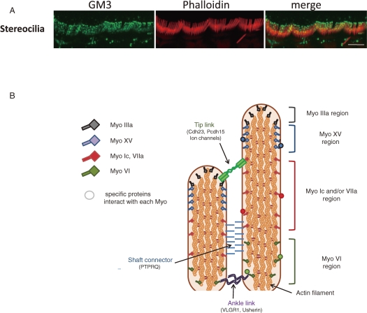 Figure 13. 