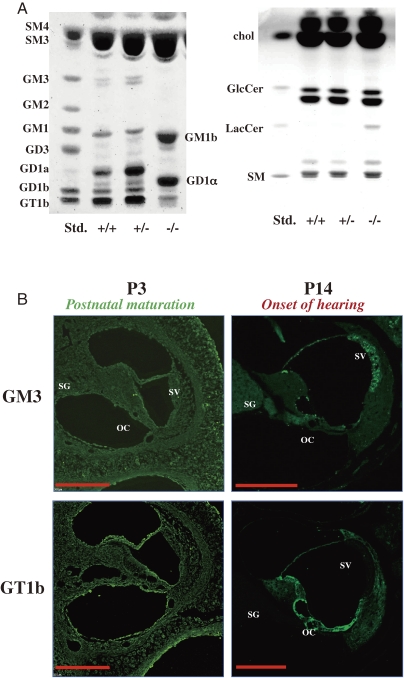 Figure 12. 