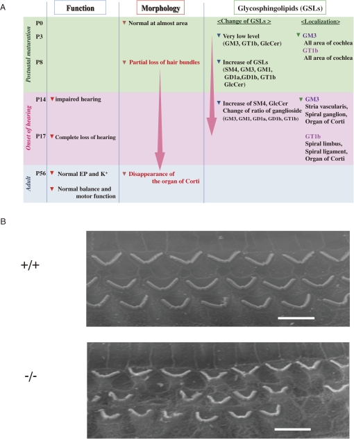 Figure 11. 