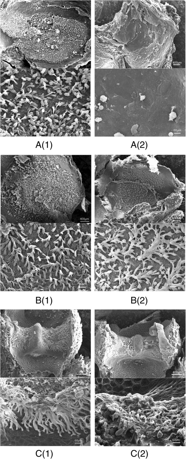 Fig. 8