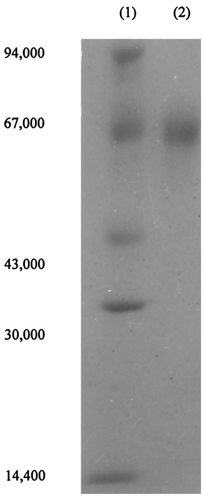 FIG. 1