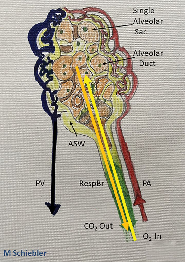 Schematic rendering of the functional anatomic unit of gas exchange. The respiratory bronchiole (RespBr) terminating in a group of alveolar sacs (orange) and their associated sac walls (ASW; yellow colored pencil) with pulmonary artery capillaries (red colored pencil) carrying deoxygenated blood to the alveolar walls. Within the alveolar sac plasma carbon dioxide (CO2; orange arrow) undergoes gas exchange and oxygen (O2) diffuses (yellow arrow) into the pulmonary capillary venules to be bound by hemoglobin in the red blood cells. The oxygenated blood then flows into the pulmonary veins (dark blue) back to the left atrium.