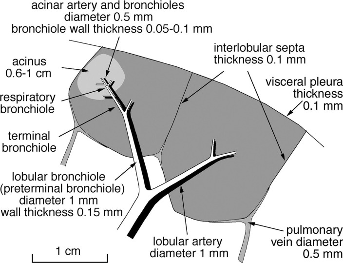 Anatomic basis for understanding pulmonary functional physiologic structure. (a) Magnified view of alveolar ducts and alveoli with orifices in a healthy patient. Alveoli are polygonal in shape and have orifices into alveolar ductal spaces. (b) Histologic sample of the healthy lung with hematoxylin-eosin stain. The divergence from terminal to respiratory bronchioles is shown. (c, d) A radiograph of 1-mm-thick specimen demonstrates the secondary lobules. The pulmonary arteries are located in the center, and pulmonary veins are located in the periphery of the secondary pulmonary lobule. The terminal and respiratory bronchioles are observed as tubular structures accompanying the pulmonary arteries. The primary lobules are indicated as yellow dashed circles in d. (Parts a–d adapted, with permission, from reference 10.) (e) Diagram shows anatomy and dimensions of secondary lobule and pulmonary acinus. Two secondary pulmonary lobules in the lung periphery are illustrated, with approximate dimensions of their components indicated. (Reprinted, with permission, from reference 12.)