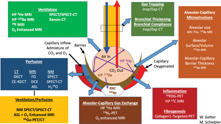 Summary schematic for the available pulmonary functional imaging methods. This schematic does not include molecular imaging and its major contributions to lung cancer imaging and treatment response. ADC = apparent diffusion coefficient, ASL = arterial spin labeling, DCE = dynamic contrast enhancement, DECT = dual-energy CT, Exp = expiratory, FD = Fourier decomposition imaging, FDG = fluorodeoxyglucose, HP = hyperpolarized, Insp = inspiratory, NM = nuclear medicine, RBC = red blood cell, VDP = ventilation defect percentage.