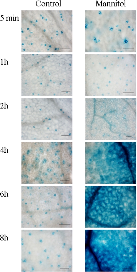 Fig. 7.