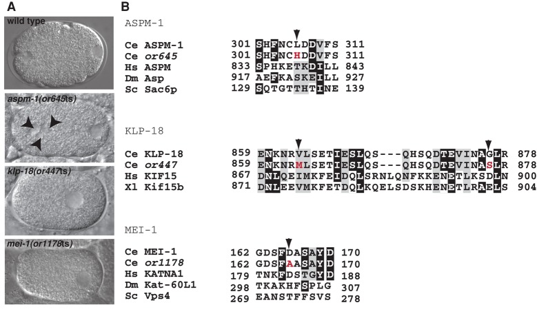 FIGURE 1: