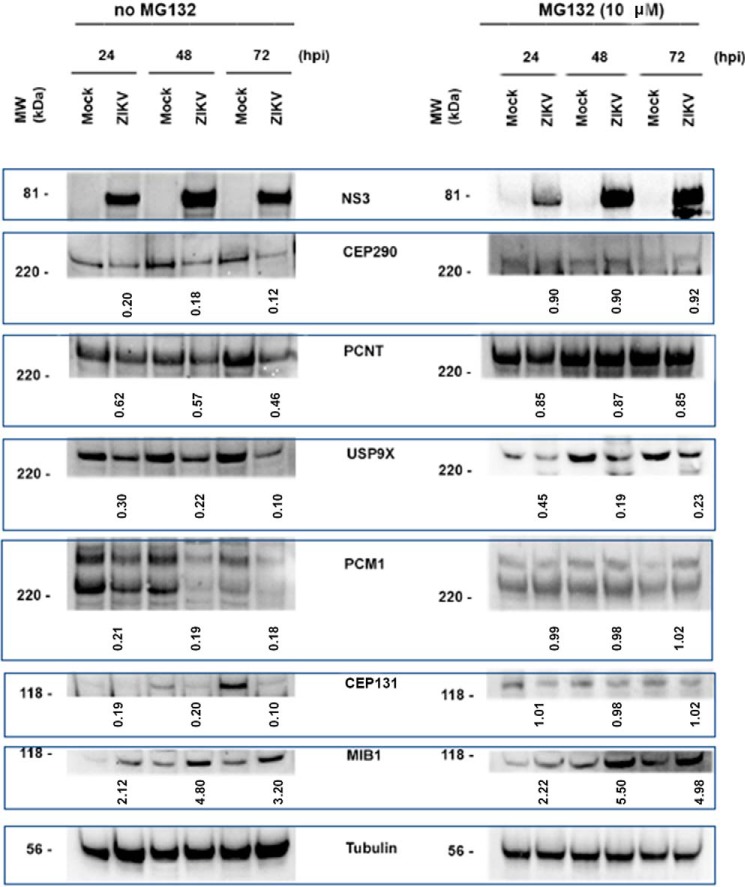 Figure 11.