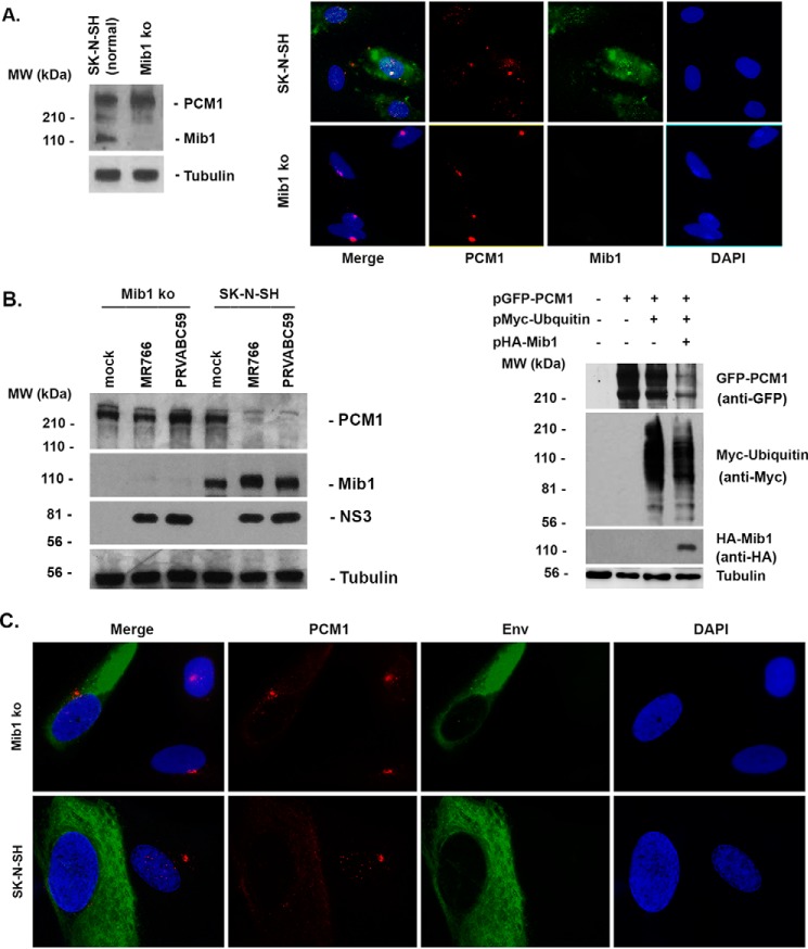 Figure 12.