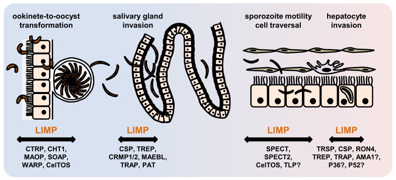 Figure 7.