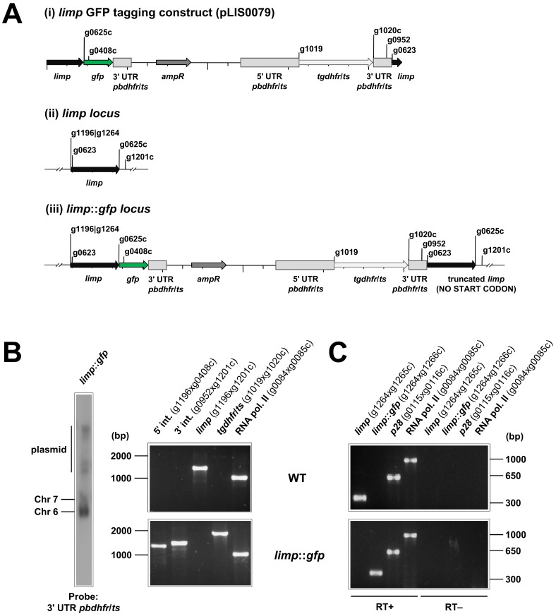 Figure 1—figure supplement 2.