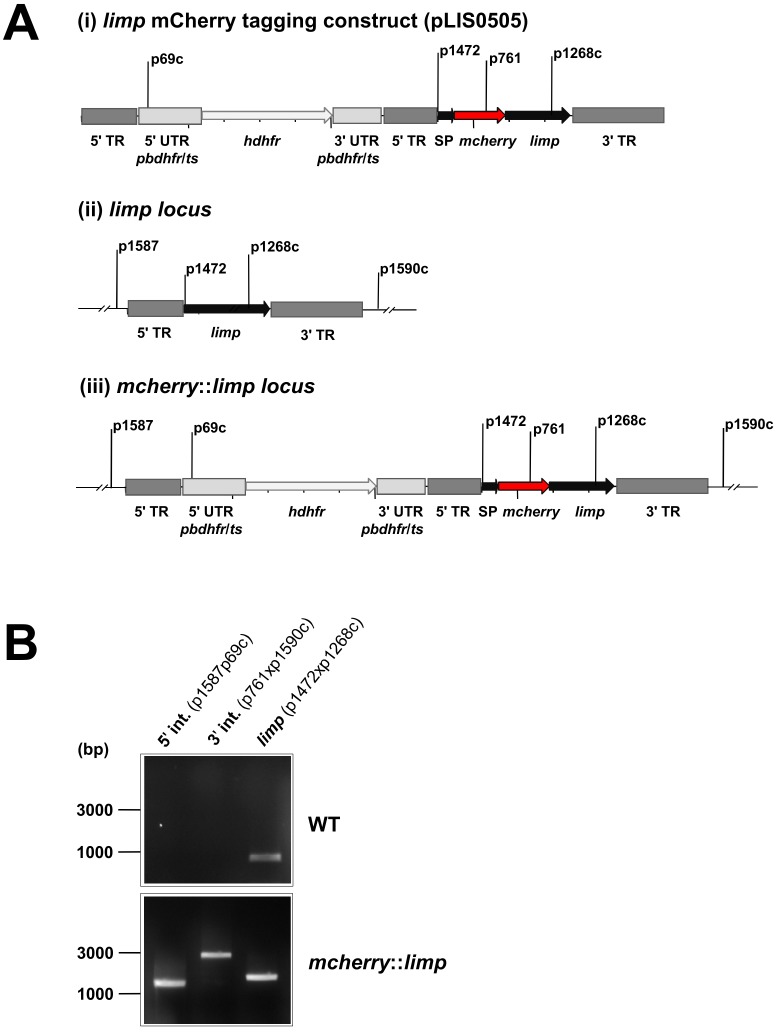 Figure 4—figure supplement 2.