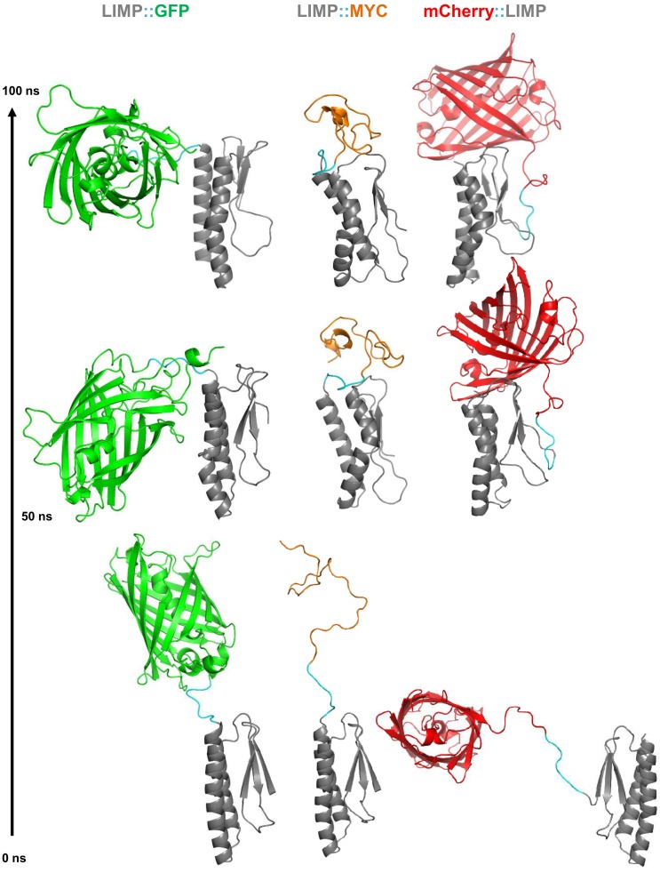 Figure 6—figure supplement 2.