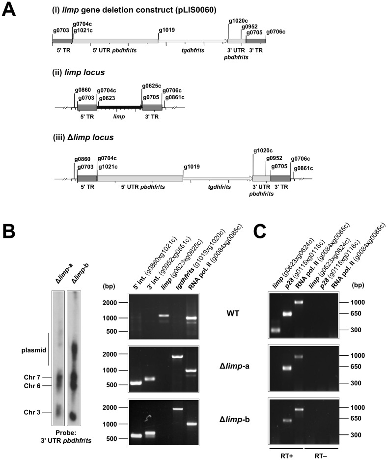 Figure 2—figure supplement 1.