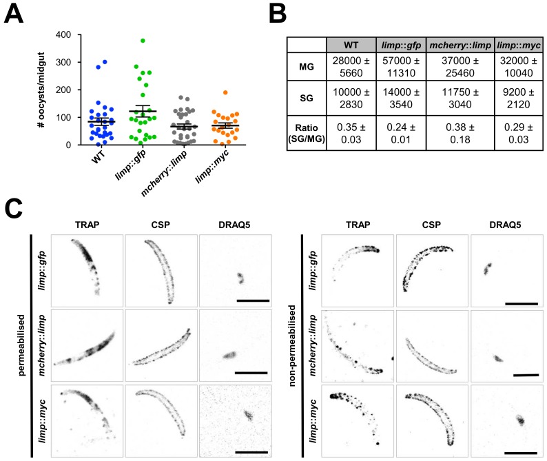 Figure 4—figure supplement 1.