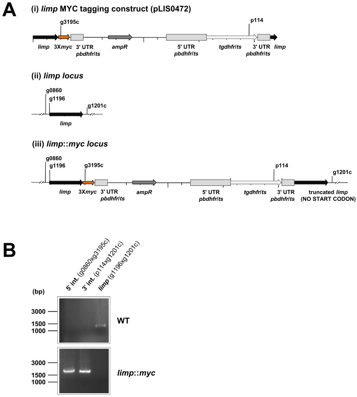 Figure 4—figure supplement 3.