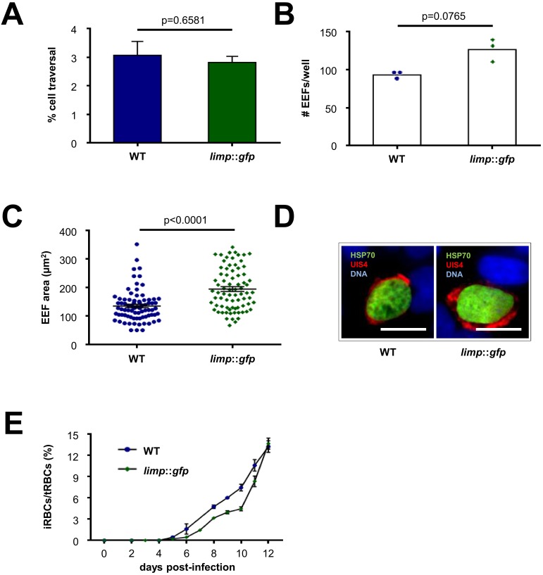 Figure 1—figure supplement 3.