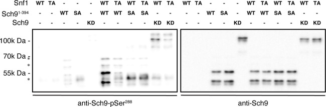 Figure 5—figure supplement 1.