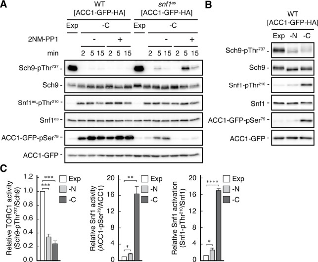 Figure 1—figure supplement 1.