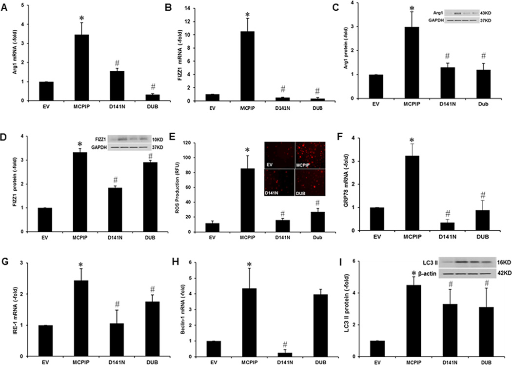 Transcription factors STAT6 and KLF4 implement macrophage polarization ...