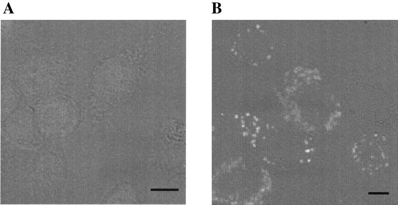 FIG. 6