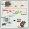Graphical abstract