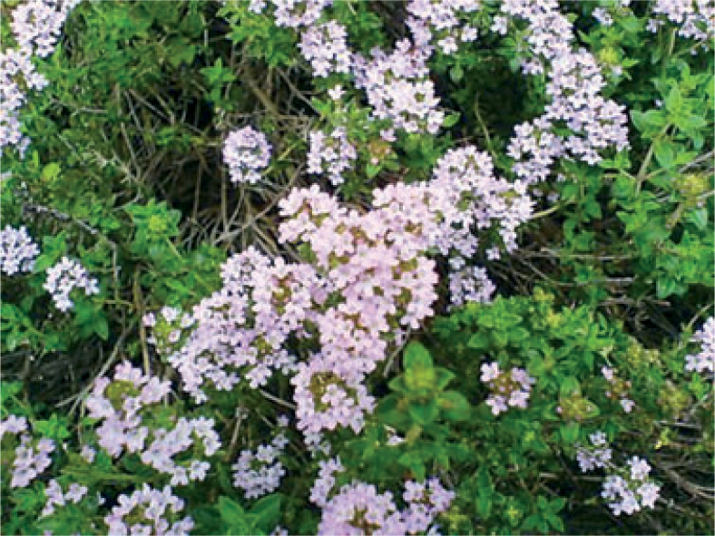 Figure 9.