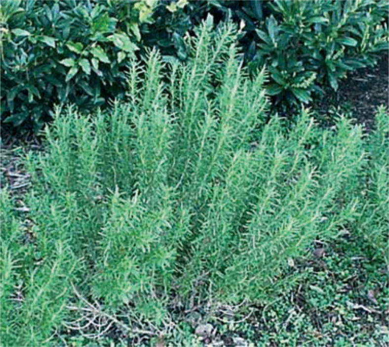 Figure 7.