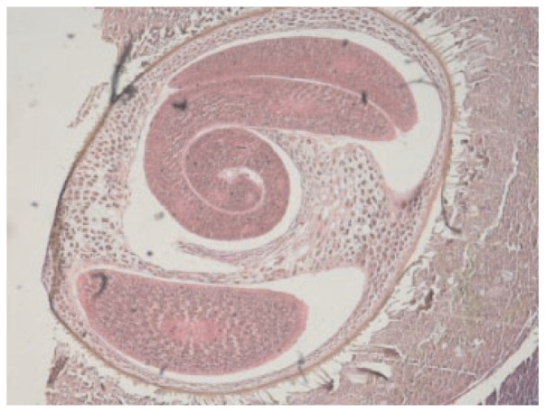 Figure 2.