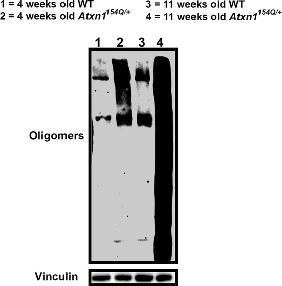 Figure 2—figure supplement 1.