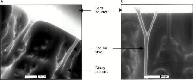 Figure 2  