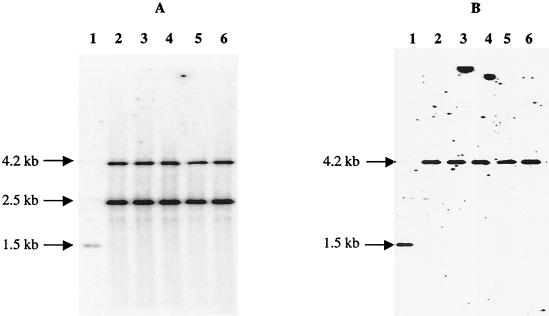 FIG. 4.