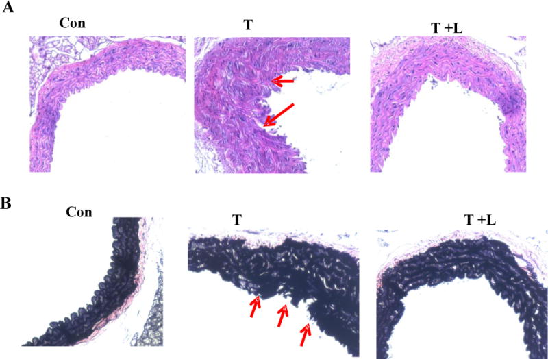 Fig.6