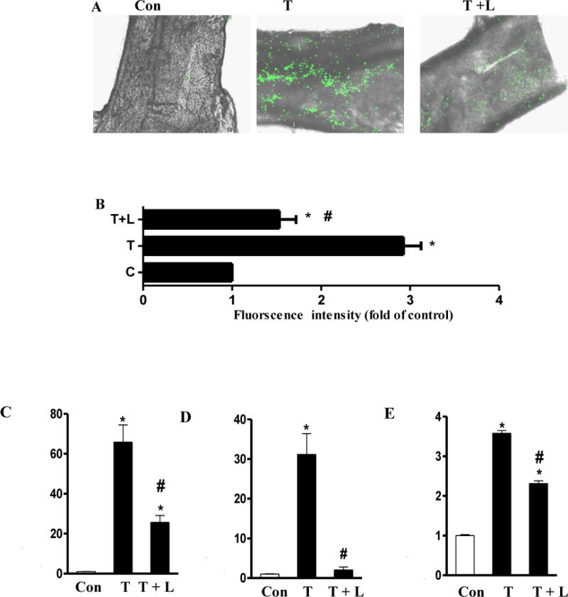 Fig.4