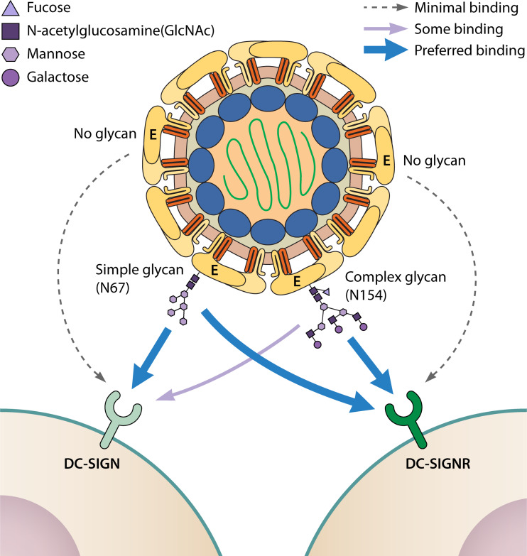 FIG 2