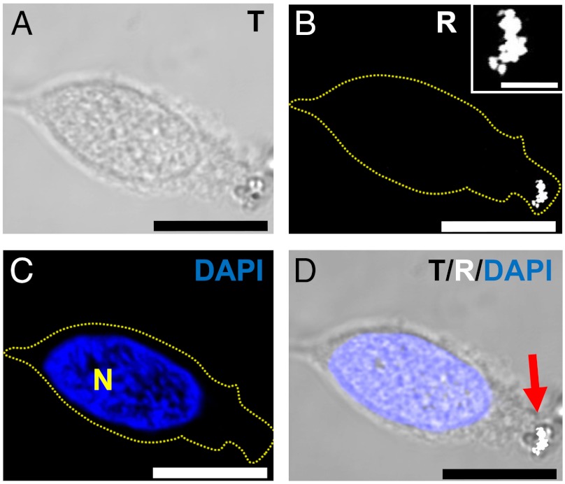 Fig. 2.