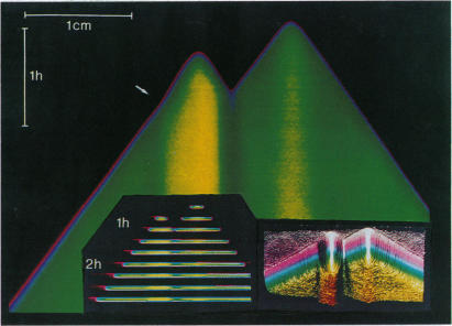 Fig. 2