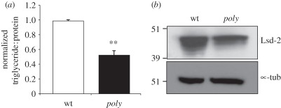 Figure 6.