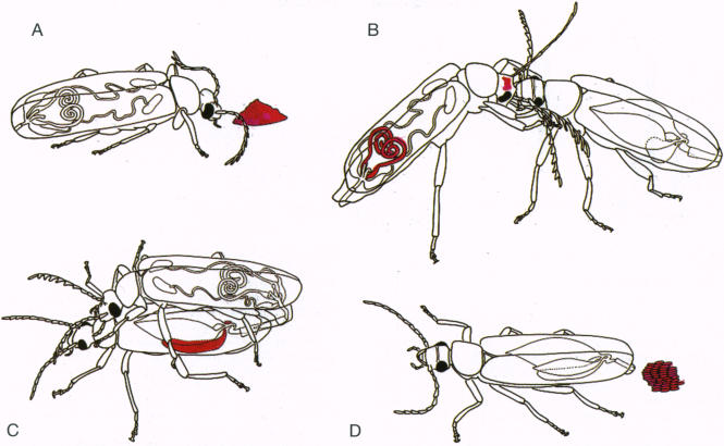 Fig. 5