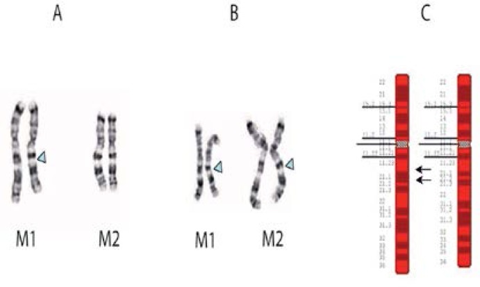 Figure 1 Panels A–C: