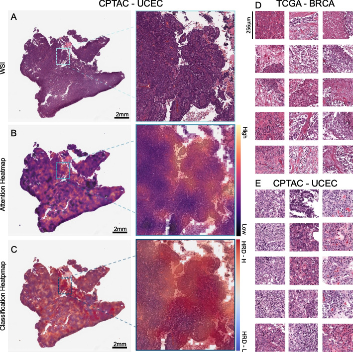 Fig. 4