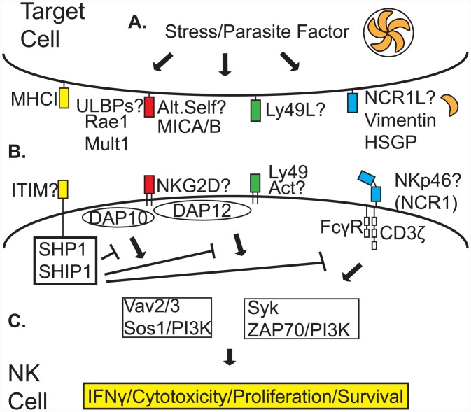 Fig 2