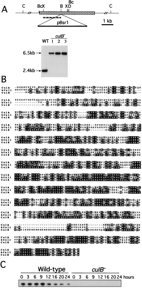 FIG. 1.