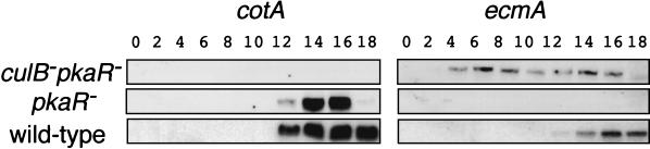 FIG. 7.