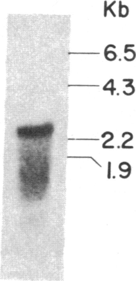 graphic file with name pnas00323-0175-a.jpg