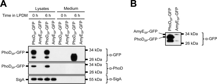 FIG 6