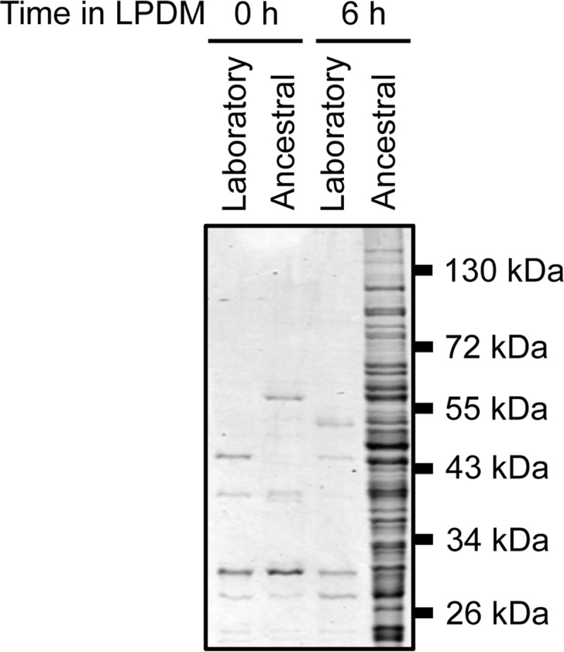 FIG 1