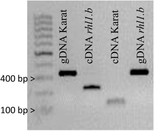 FIGURE 4