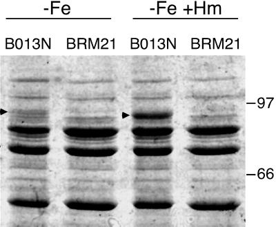 FIG. 5