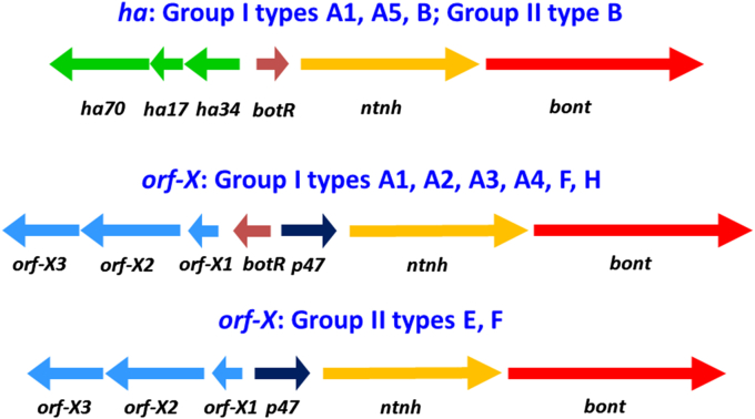 Fig. 1