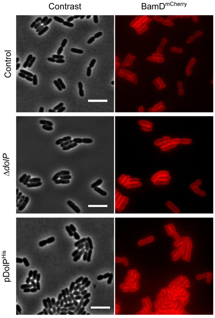 Figure 5—figure supplement 1.